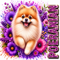 A stylized illustration of a fluffy cream and tan Pomeranian dog centered on a vivid floral background with purple flowers, berries, and paint splashes. The word 'POERANIAN' appears vertically in glittery purple letters along the right side.